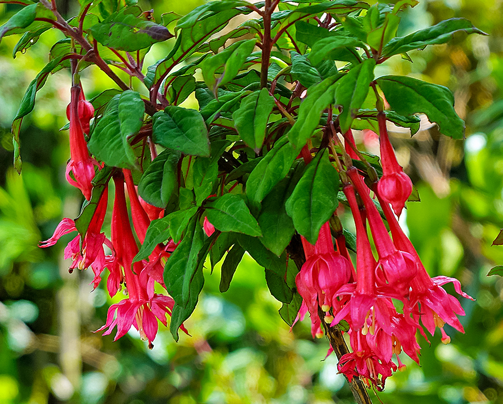 Fuchsia loxensis red flowers 
