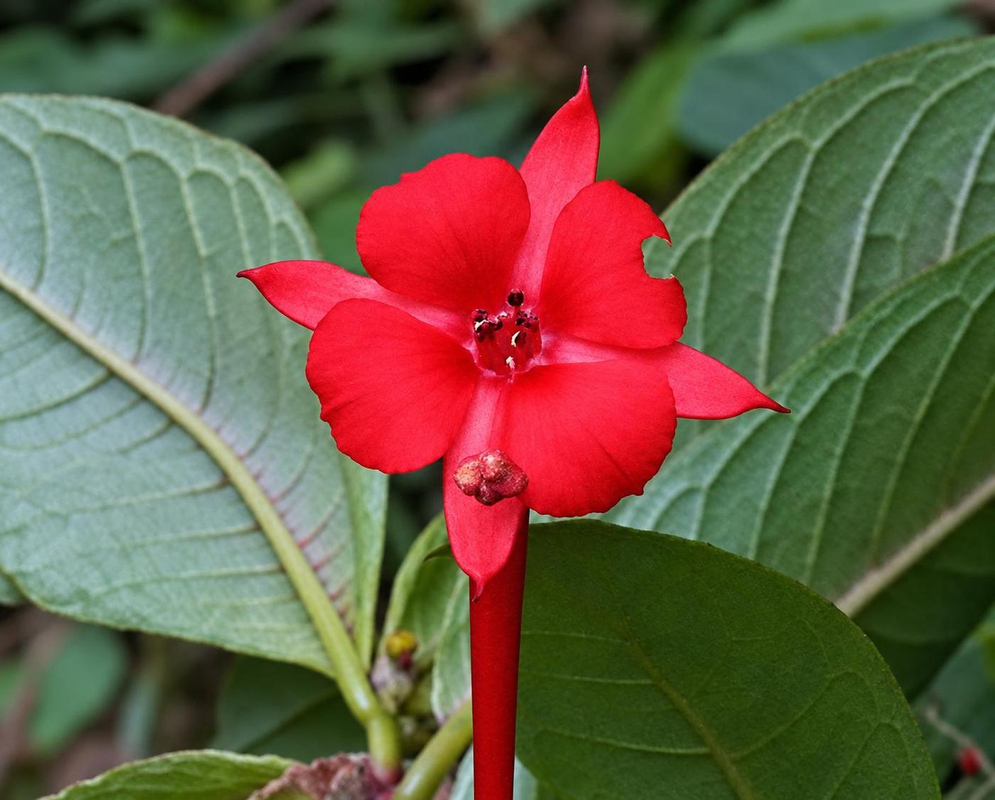 Fuchsia macrostigma has a bright red flower with broad rounded petals and pointed sepals above a long red tube against prominently veined green leaves