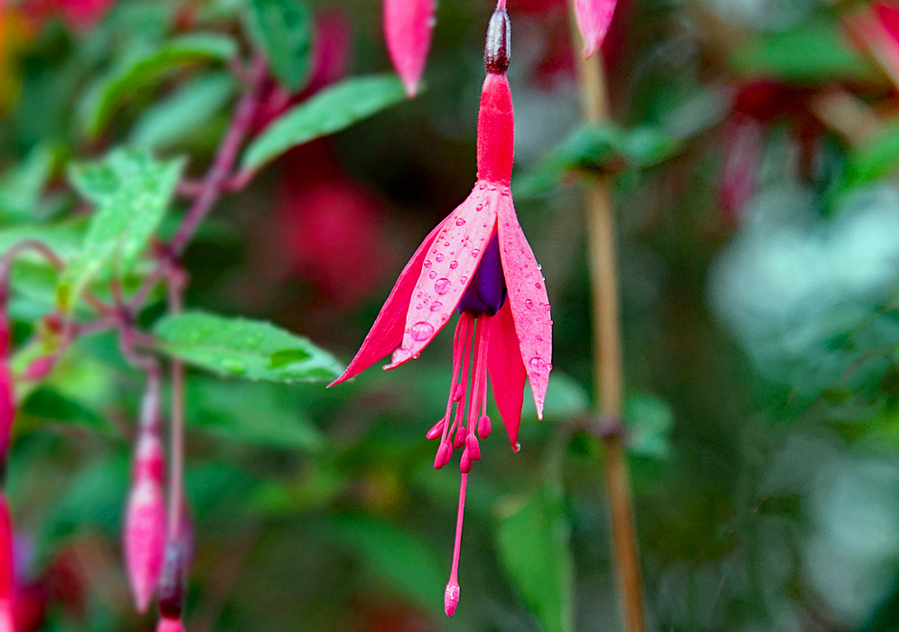 A red and purple Fuchsia magellanica flower covered in raindrops