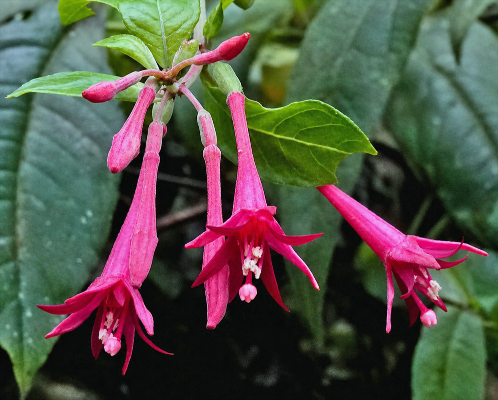 Fuchsia nigricans plant habit and foliage