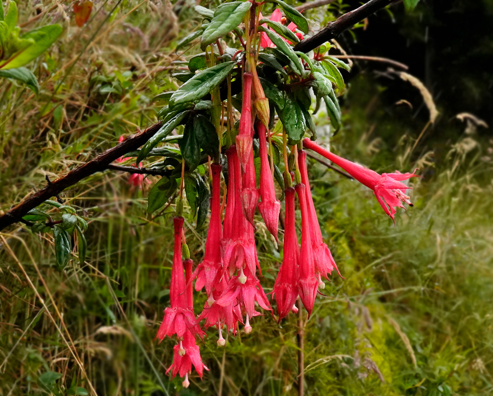 Rain wet hanging pink Petiolaris flowers 