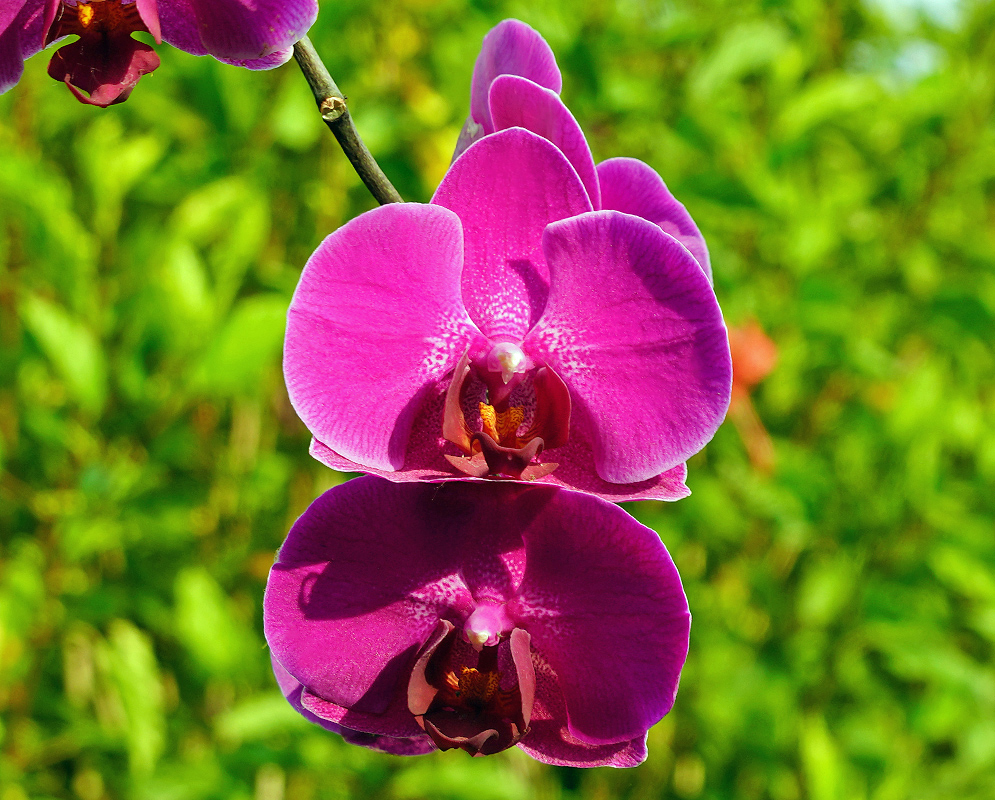 Phalaenopsis hybrid flowers magenta flowers in sunlight