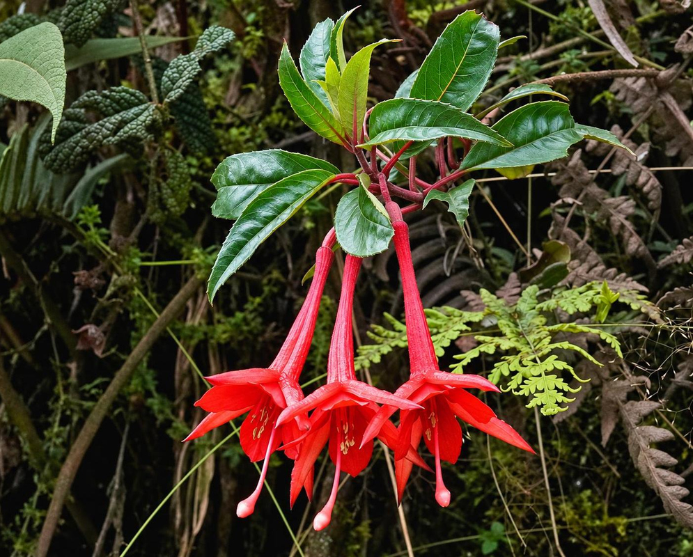 Fuchsia sanctae-rosae has a group of hanging red tubular flowers with spreading sepals beneath glossy green leaves among mossy branches