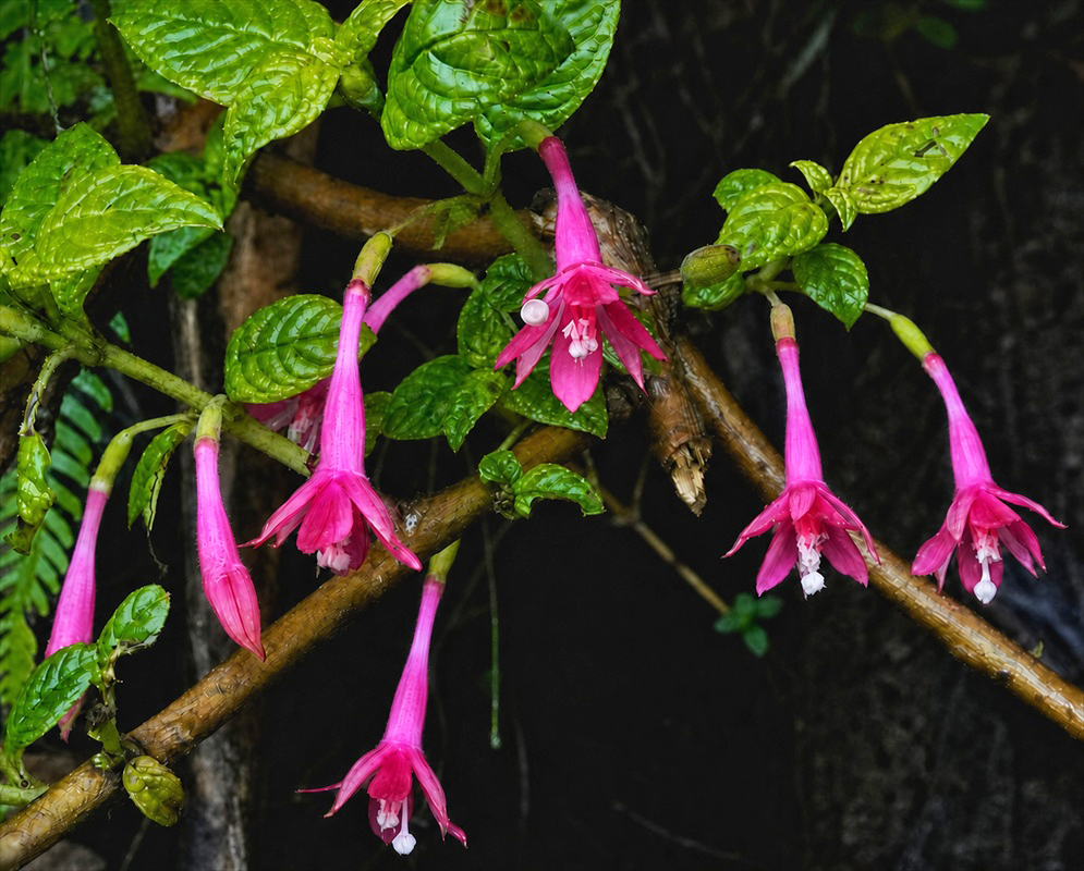Fuchsia scabriuscula plant habit and foliage