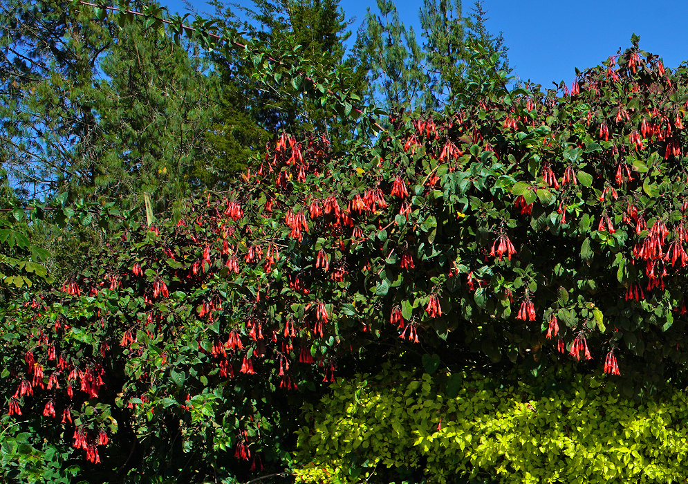 Flowering Fuchsia triphylla shrubs under blue skies