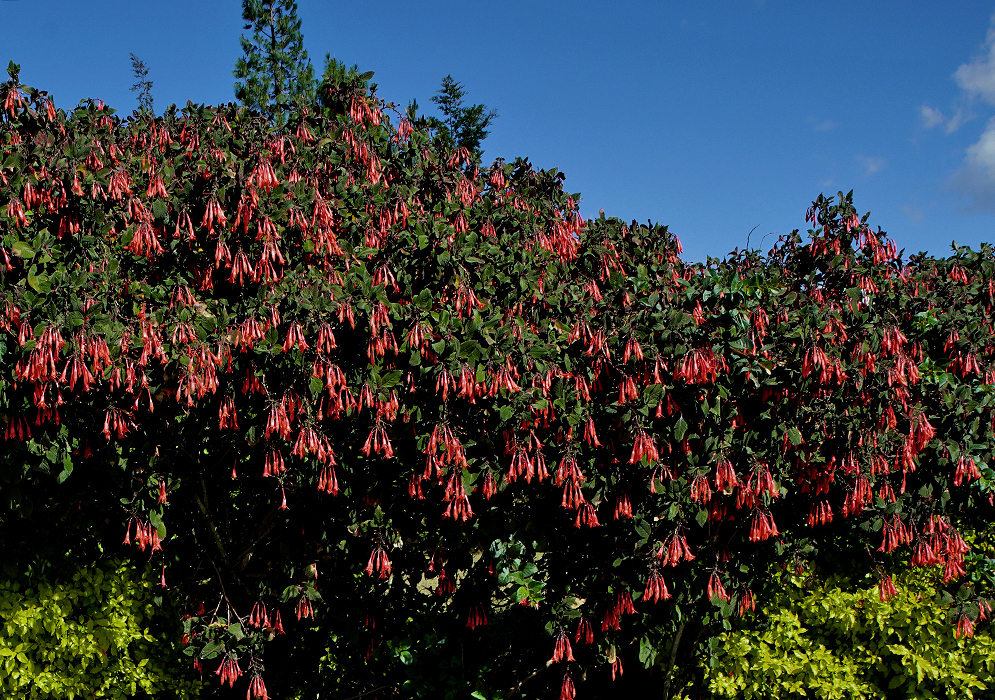 A large flowering Fuchsia triphylla bush under blue skies