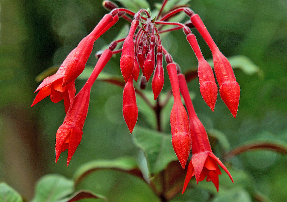 A hanging Fuchsia triphylla red flower cluster