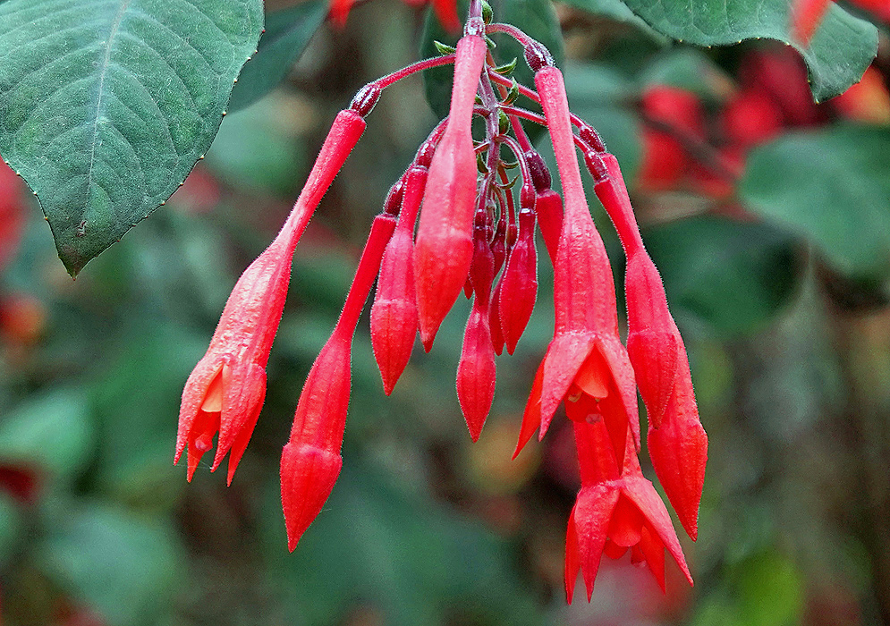 Fuchsia triphylla red flower cluster
