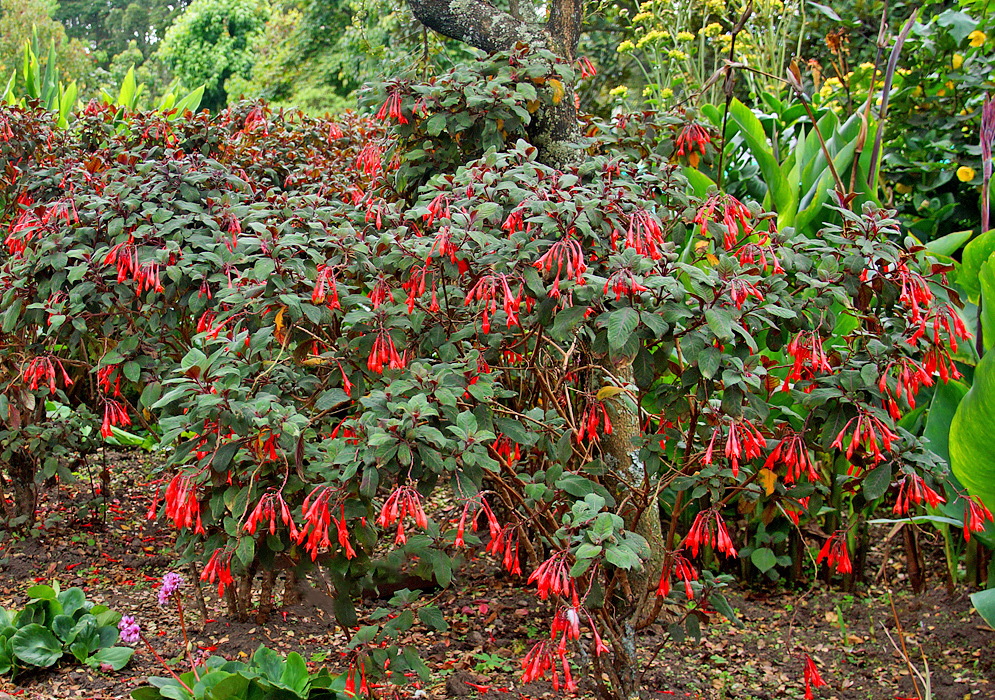 Red Flowering Fuchsia triphylla shrubs