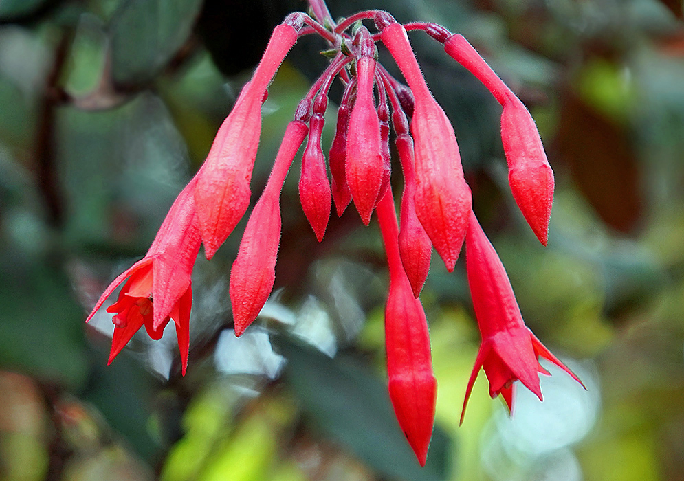 Red Fuchsia triphylla flower cluster