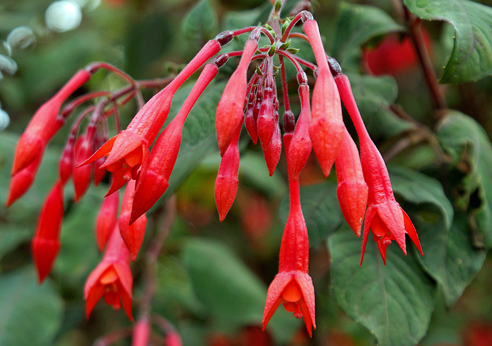 Red Fuchsia triphylla flower stem, dark red sepals and scarlet flowers
