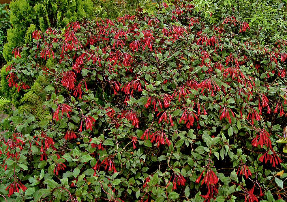 A shrub full of Fuchsia triphylla red flowers