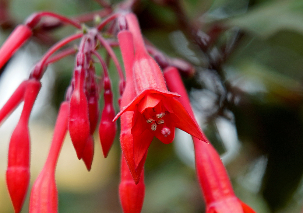 Red Fuchsia triphylla flower with white anthers