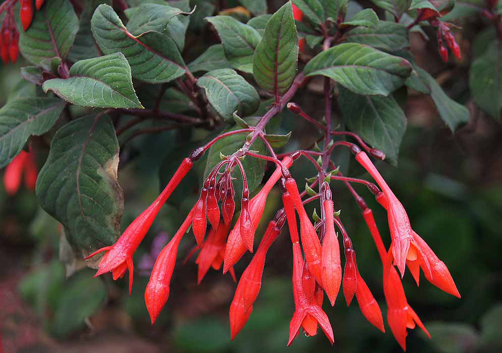 A cluster of orange-red Fuchsia triphylla flowers