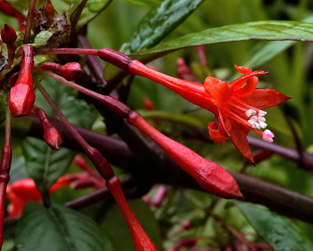 Fuchsia venusta plant habit and foliage