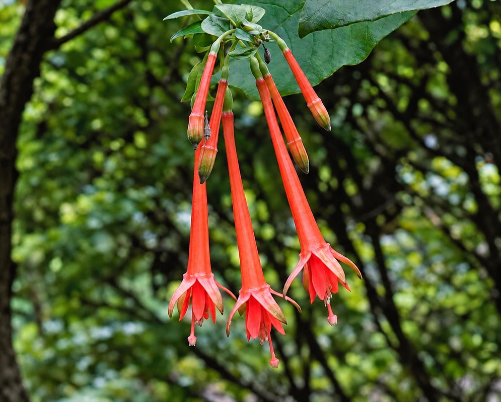 Fuchsia vulcanica has a hanging group of long orange-red tubular flowers with spreading pointed sepals beneath green leaves