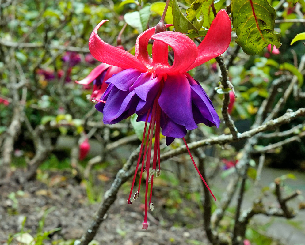 A vibrant Fuchsia × hybrida flower with a bright red outer layer and layered purple inner petals, hanging delicately in a garden