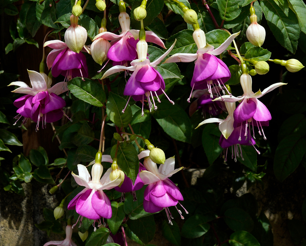 Numerous Fuchsia × hybrida flowers with vivid purple corollas and white to pink sepals blooming among dark green leaves