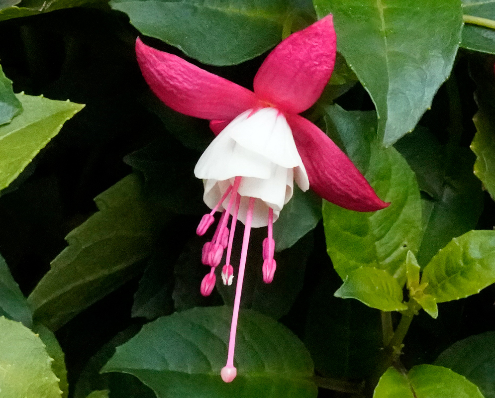 A single ornamental flower of Fuchsia × hybrida with white petals and deep pink sepals blooming against glossy green foliage