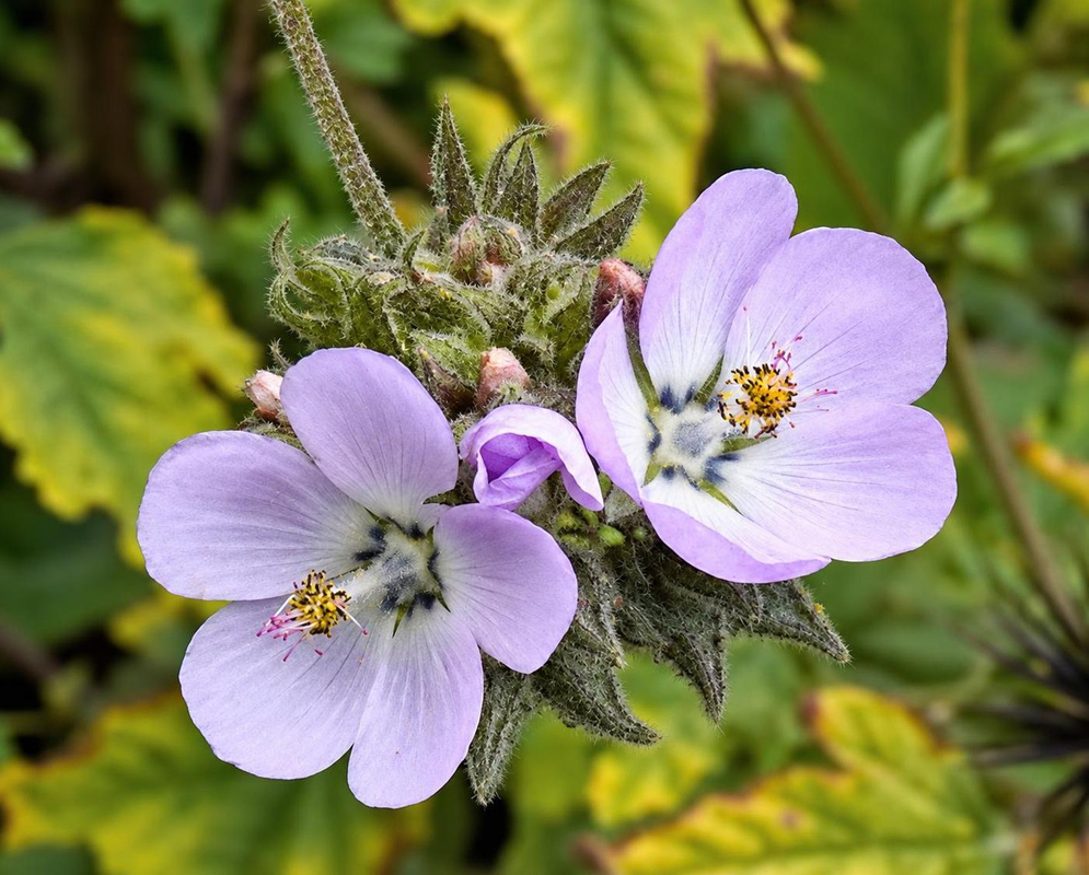 Fuertesimalva limensis has a pale purple five-petaled flower with a dark central column among hairy lobed green leaves