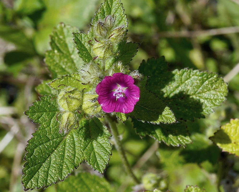Fuertesimalva peruviana has a pink five-petaled flower with a pale central column beside hairy green leaves with rounded teeth