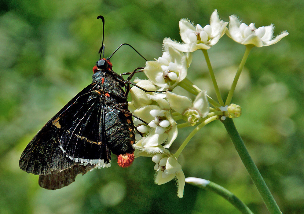A black butterfly with orange markings on top of Funastrum clausum white flowers