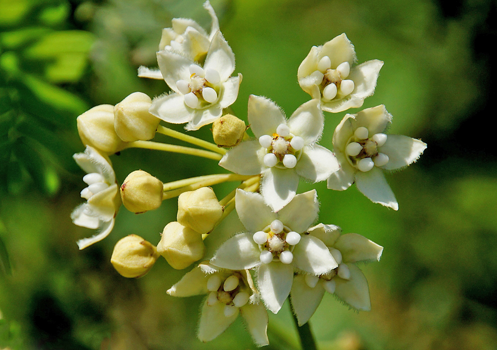 A Funastrum clausum cluster with white flowers and cream color flower buds