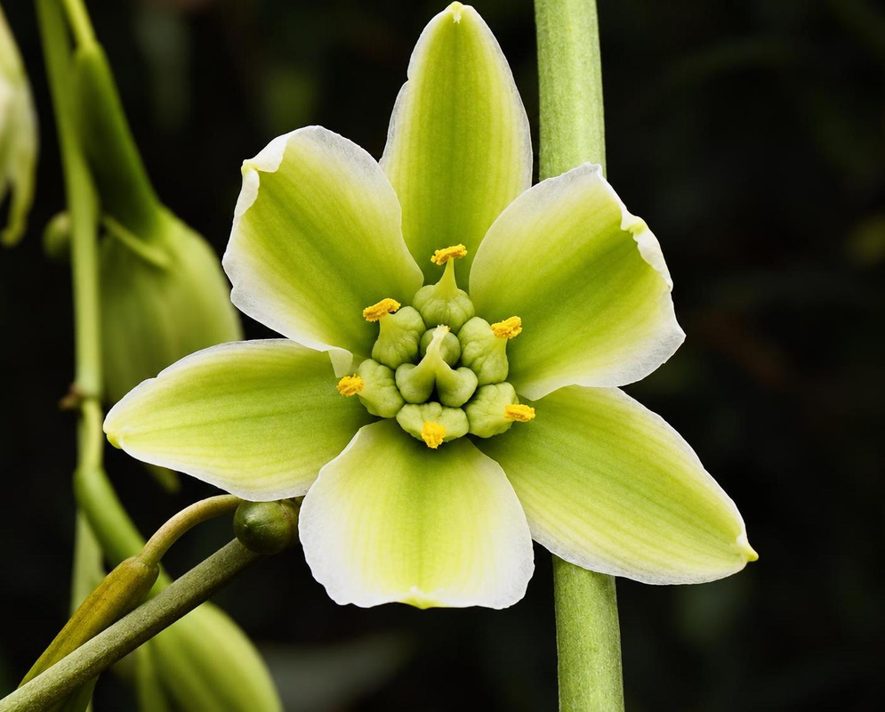 Furcraea foetida has a hanging greenish white flower with six spreading tepals and thick stamens on a slender branched stalk