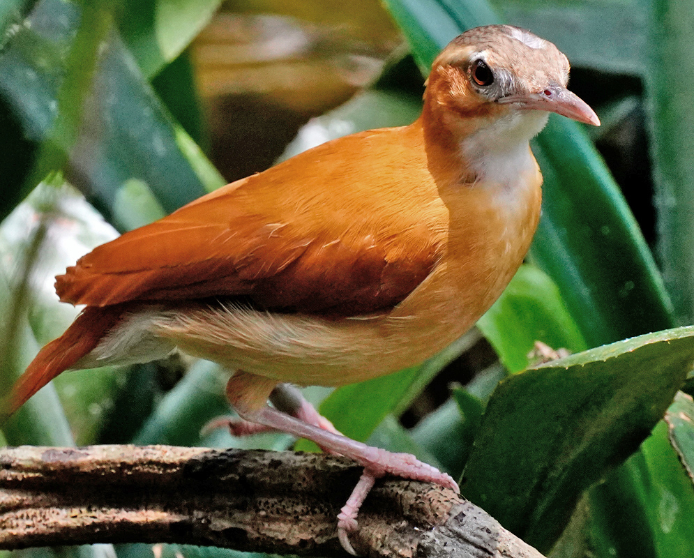 Furnarius Longirostris Alert Orange-fronted Ovenbird standing alert with bright cinnamon plumage and curious eyes surrounded by foliage
