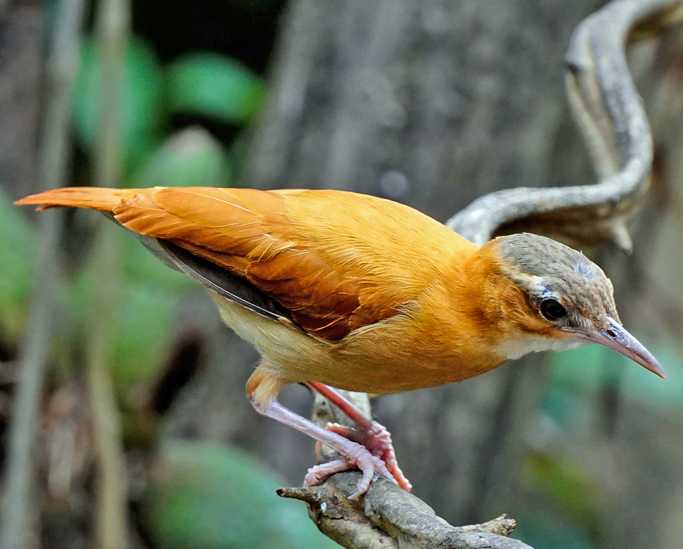 Furnarius longirostris Orange-fronted Ovenbird perched on a twisted branch with its pale underside and curved pale beak on display