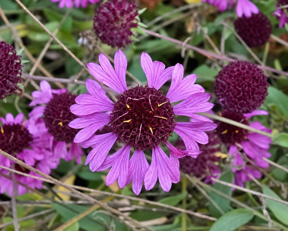 Gaillardia aestivalis has purple ray flowers around a dark purple raised center among narrow green leaves and rounded seed heads