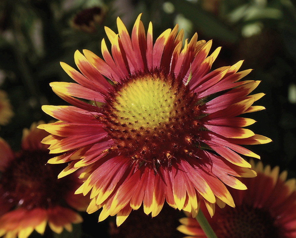 Gaillardia × grandiflora Mesa Red has a broad red flower head with yellow ray tips surrounding a yellow center