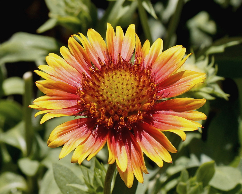 Gaillardia × grandiflora Mesa Bright Bicolor has yellow ray flowers with a red inner band around a rounded yellow disk