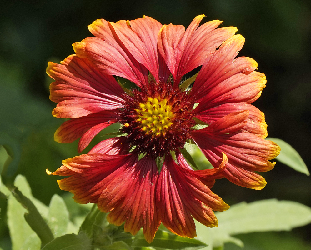 Fading gaillardia pulchella flower with red, ornage and yellow petals