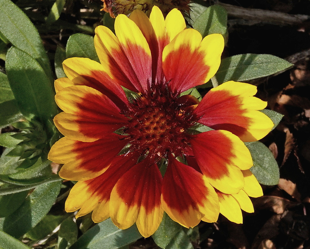Gaillardia × grandiflora Arizona Sun has red ray flowers with broad yellow tips around a dark raised central disk