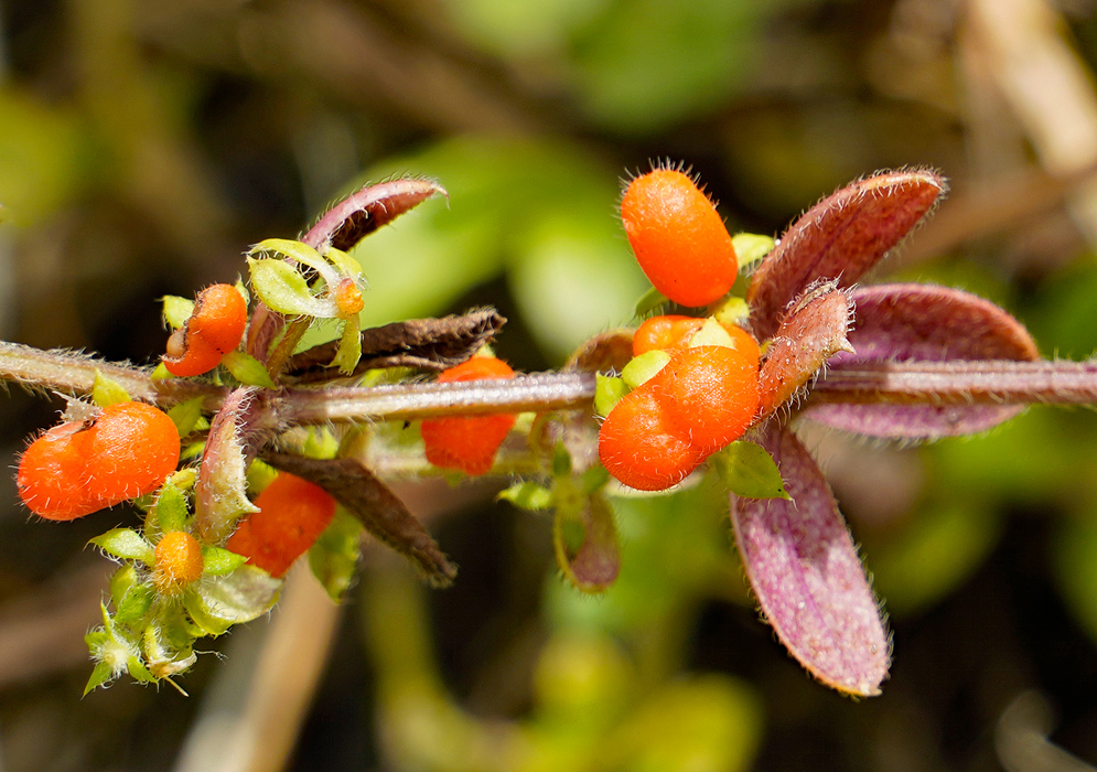 Galium hypocarpium reddish-brown stem lined with small, fuzzy, bright orange oval fruits and paired, narrow, purple-tinged leaves, each leaf showing a fine hairy texture, 