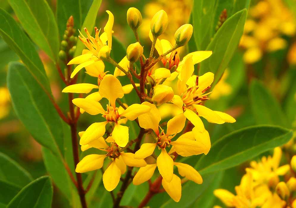 Red inflorescence with yellow start-shaped flowers with red and yellow filaments