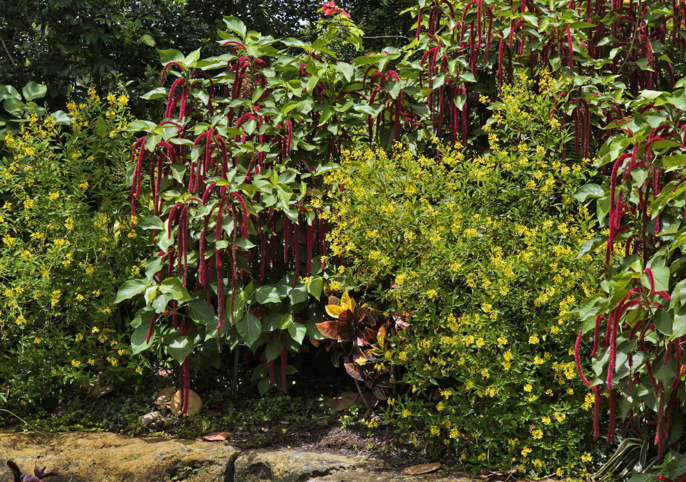 Blooming Galphimia gracilis shrubs in a garden