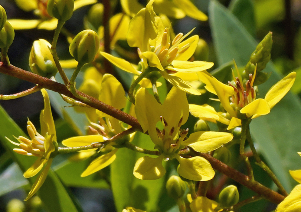 Galphimia gracilis  flowers in dabbled sunlight