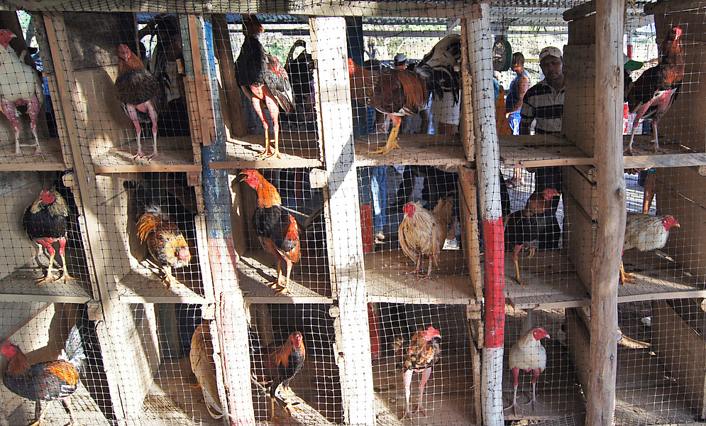 Caged gamecocks