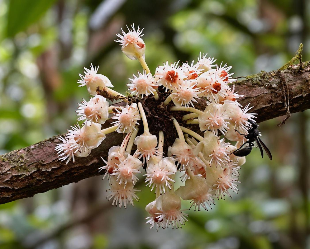 Cream-pink Garcinia macrophylla flowers with orange-red centres and white stamens hang from a woody branch