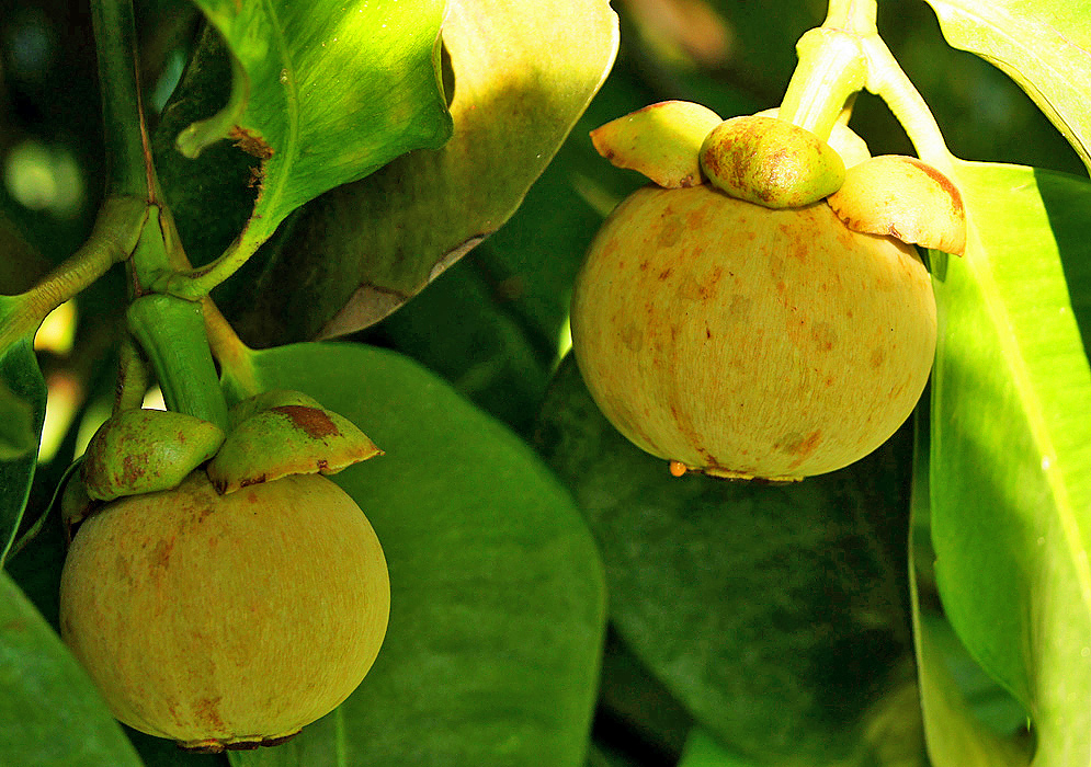 Two yellow Garcinia mangostana fruits on a tree
