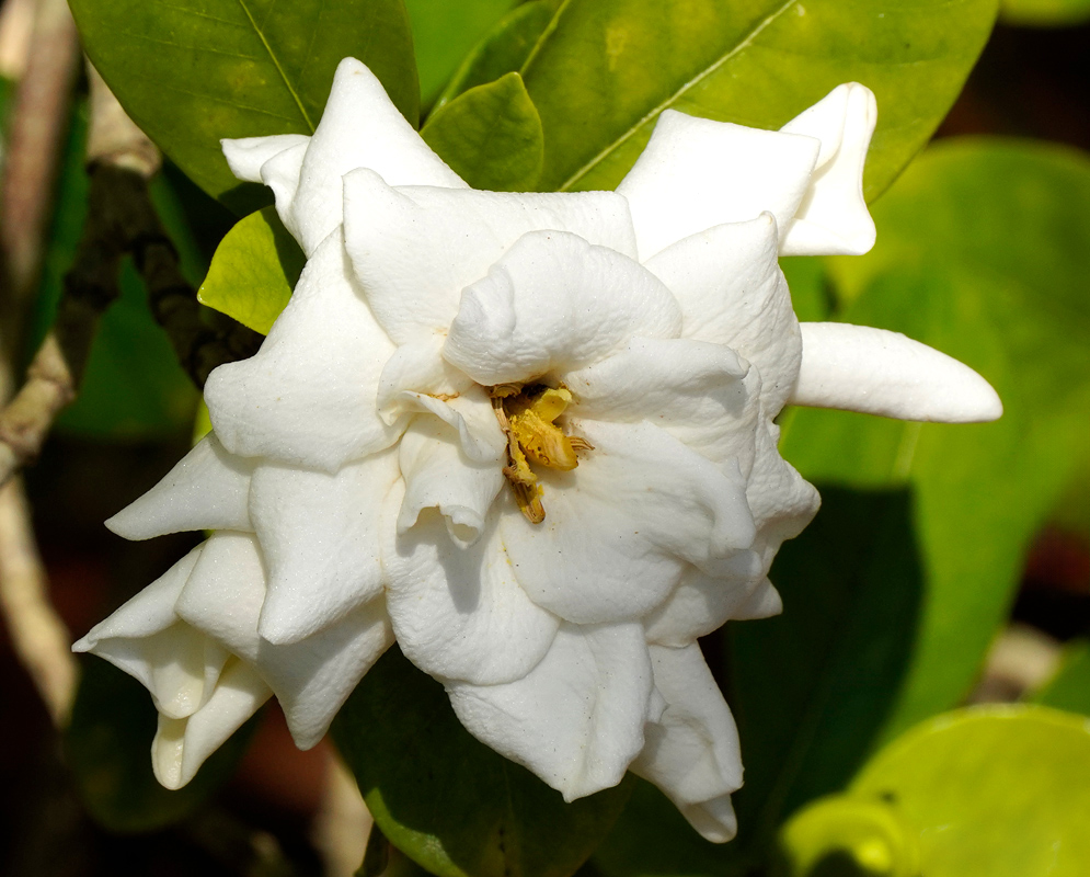 A mature Gardenia jasminoides flower with thick, curled white petals forming a layered rosette pattern, set against bright green leaves