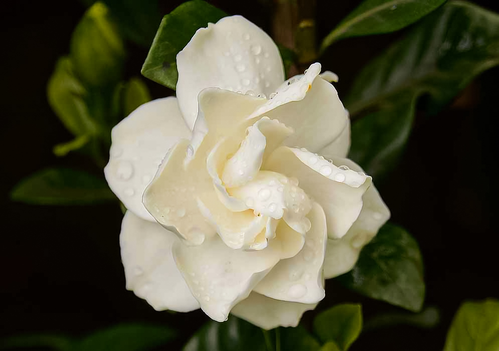 A white Gardenia jasminoides flower with layers of petals in a spiral pattern covered in raindrops