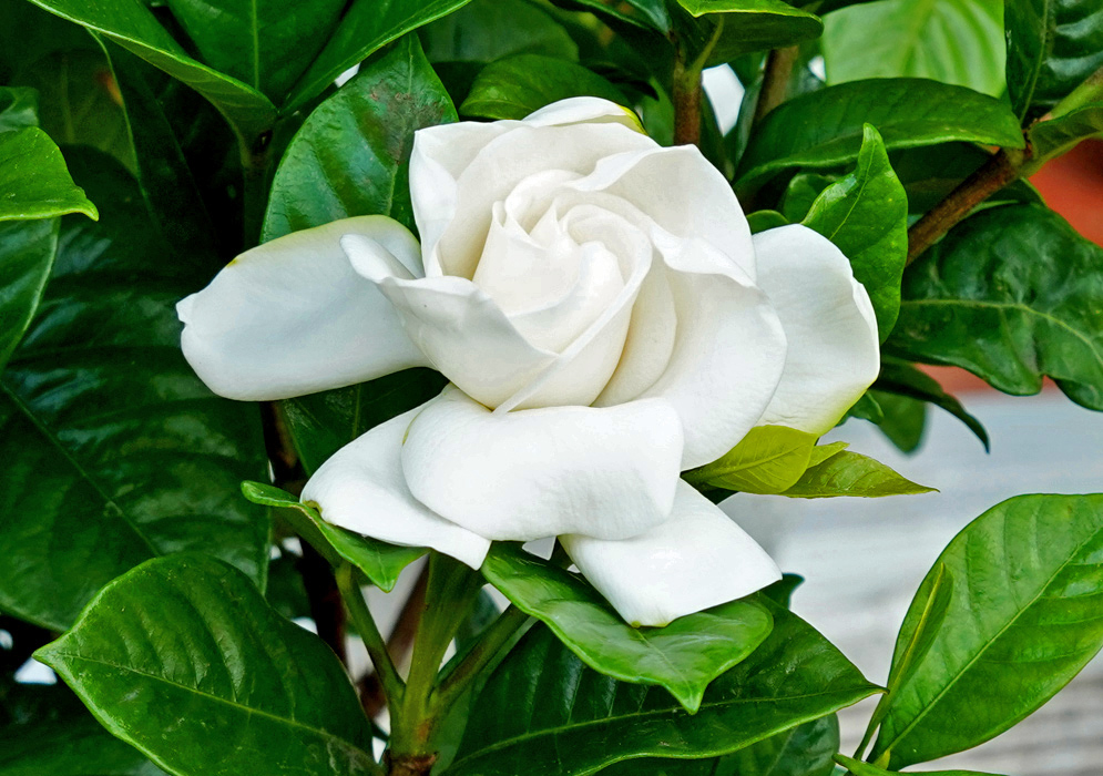 A white Gardenia jasminoides flower