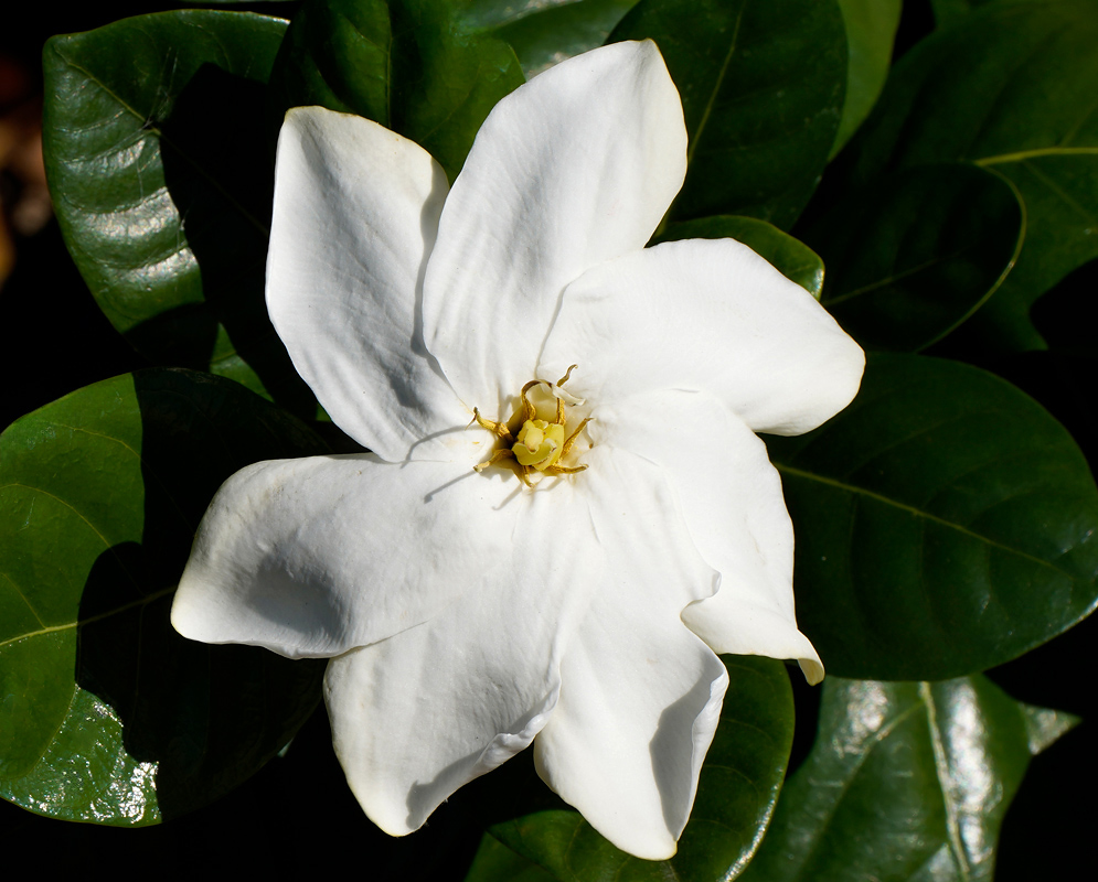 A single Gardenia jasminoides flower with six large, smooth white petals radiating around a small yellow center, surrounded by glossy dark green leaves