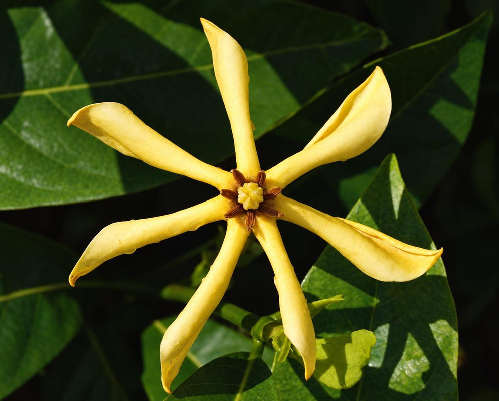 Gardenia mutabilis has a yellow flower with long narrow curved lobes and a slender tube among glossy green leaves