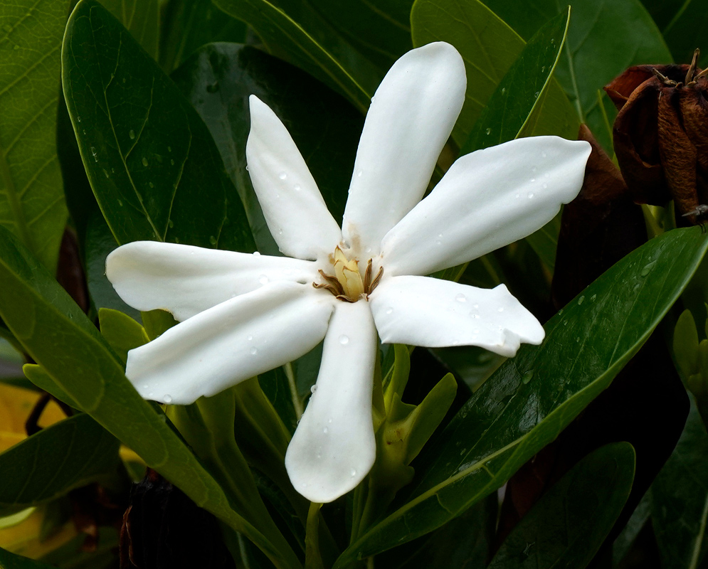 Gardenia taitensis White Flower A pure white Gardenia taitensis flower with narrow, curved petals and raindrops on the surface, nestled among lush green leaves