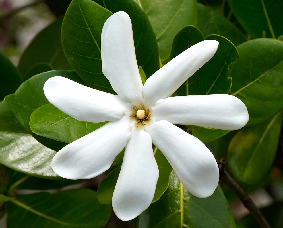 Gardenia taitensis Flower A Gardenia taitensis flower with thick, white, spoon-shaped petals radiating symmetrically around a small creamy center, framed by dark green leaves