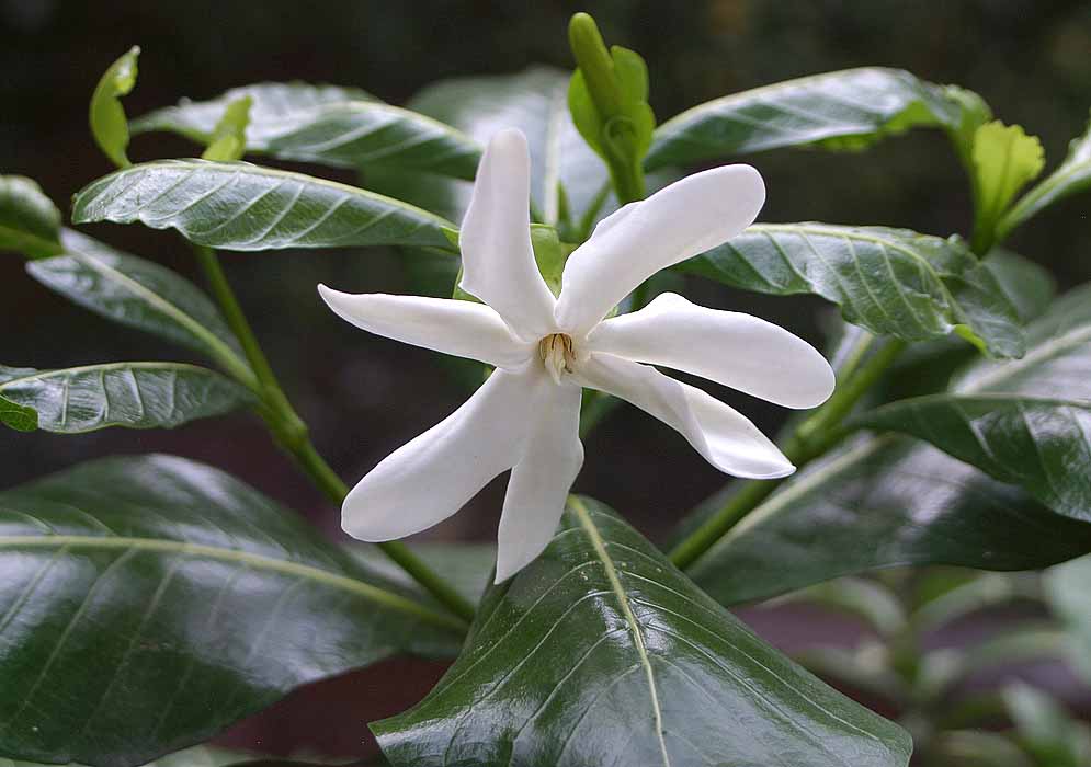 A white Gardenia taitensis flower with seven pedals and a white stigma